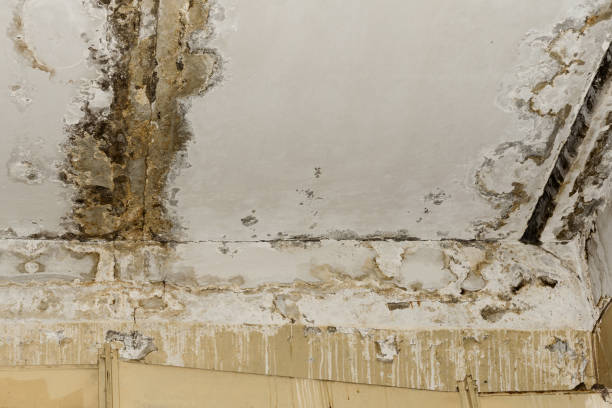 Biohazard Mold Removal in Buckeye, AZ