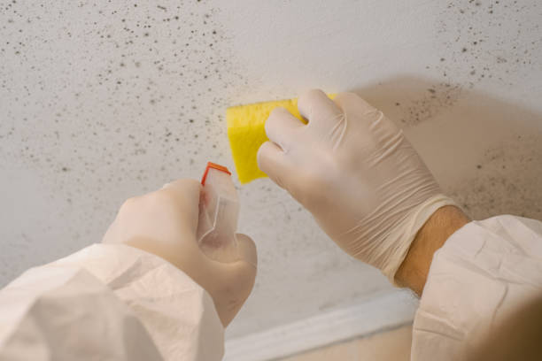 Best Post-Remediation Verification Testing  in Buckeye, AZ