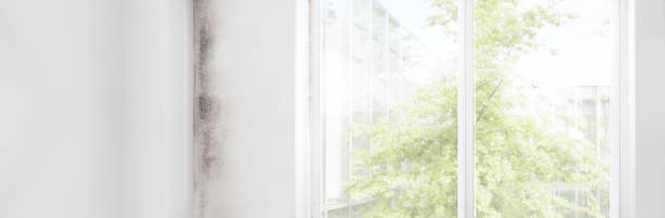 Best Asbestos and Lead Testing During Mold Inspection  in Buckeye, AZ