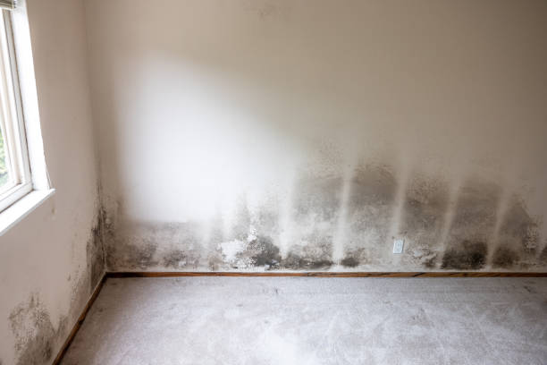 Best Dehumidification Services  in Buckeye, AZ