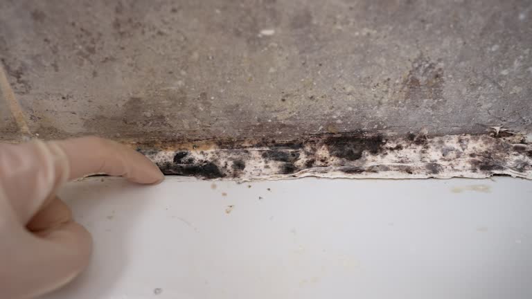 Best Mold Odor Removal Services  in Buckeye, AZ
